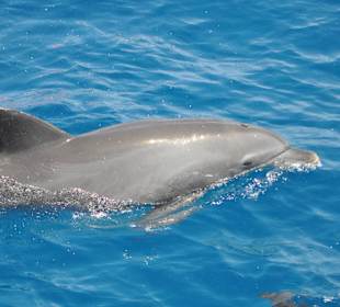 Ausflug Schnorcheln mit Delphinen