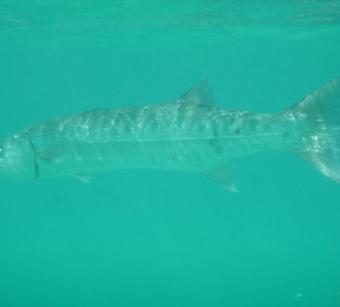 Barracuda