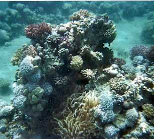 Unterwasserwelt SSRM