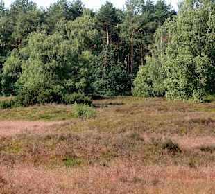 Impressionen vom Pestruper Gräberfeld