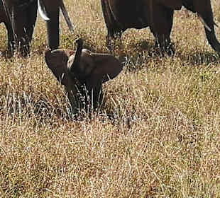 Geführte Touren Marco Polo Tours & Safaris Diani Beach