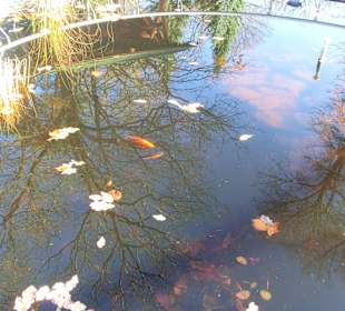 Goldfischteich