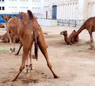 Kamelmarkt Doha