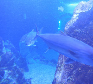Aquarium Cala Gonone
