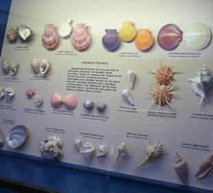 The Bailey-Matthews Shell Museum