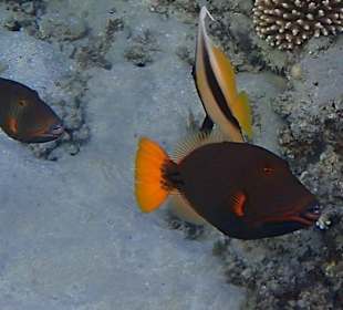 Schnorcheln Marsa Alam