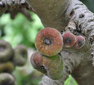 Jardín de Aclimatación de La Orotava