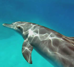 Her kann man Delfinen nicht kommen. 