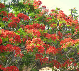 Feuerbaum