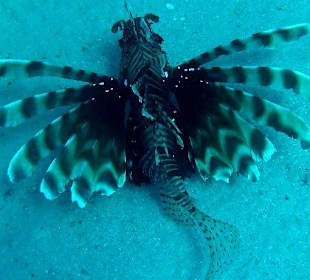 Abou Dabab (Marsa Alam)