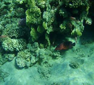 Und ich seh dich doch!