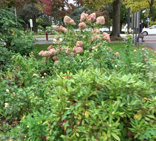 Stadtpark Lindau-Insel