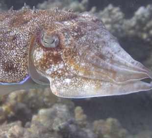 Schnorcheln Makadi Bay