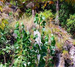 Restaurant Dimcay An/Abfahrt