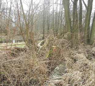 Naturschutzgebiet Boberger Niederung