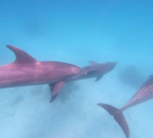 Delfinausflug