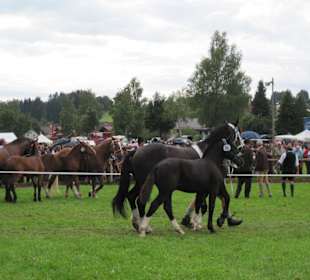 Fohlenmarkt Rottenbuch
