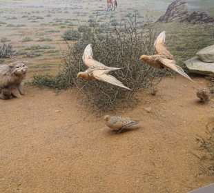 In der Asien-Abteilung des Übersee-Museums