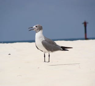 Kubanische Möve am Playa Sirena