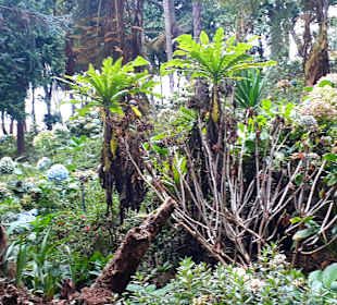 Botanischer Garten Monte Palace