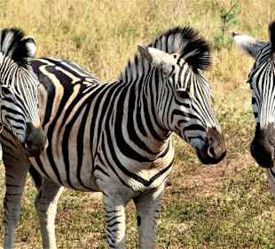Steppenzebras