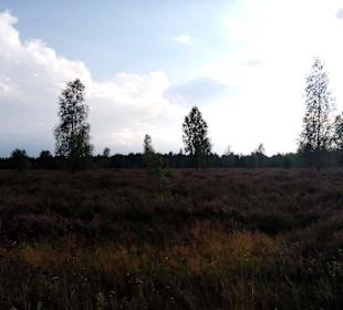 Reicherskreuzer Heide in Schlaubetal