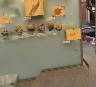 Museum für Naturkunde