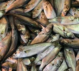 Frischer Fisch vom Morgendfang!