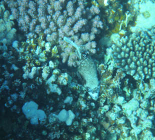 Schnorcheln Sharm El Naga