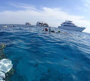 Schnorcheln vor dem Hausrif
