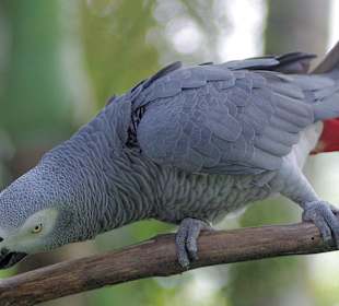Bali-Park Ptaków i Gadów