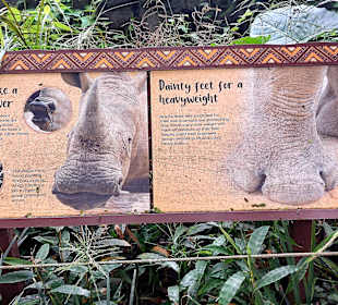 Singapur Zoo