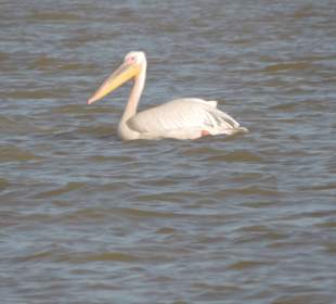 Tiere auf dem Tanasee - Pelikan