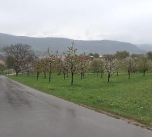 Kirschenweg