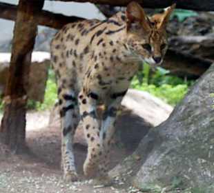 Schönes Raubkätzchen