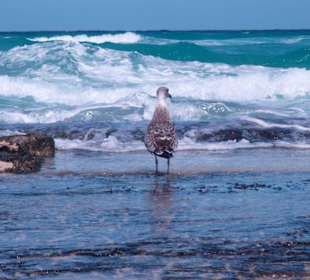 Faszination Wellenreiten