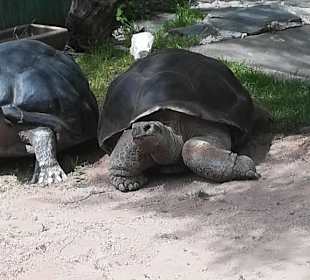 Happ Reptilien Zoo