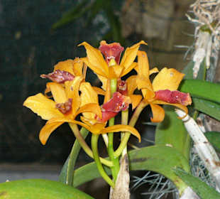 In Pregetter's Orchideengarten