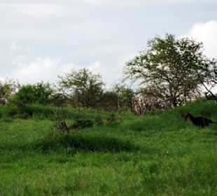 Aus der Ferne etwas Unbekanntes mit roten Kopf