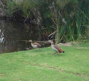 Botanischer Garten Kirstenbosch