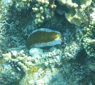 Schnorcheln Marsa Alam