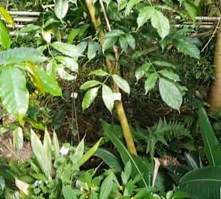 Botanischer Garten