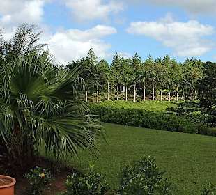 Bois Cherie Tea Tasting