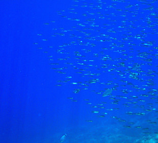 Šnorchlování v oblasti Kalithea