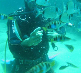 Der Nesh mit seine Freunde