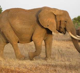 Safari ca 2 Meter vor uns zum Foto geposed