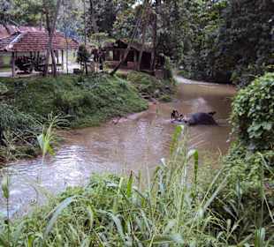 Millennium Elephant Foundation