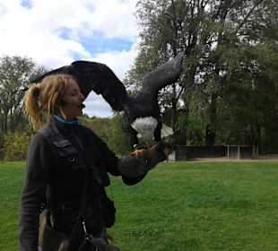 Raubvogelshow
