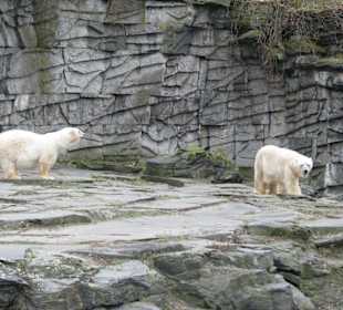 Eisbären