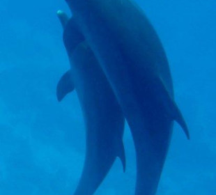 Delfine erleben mit Yasser